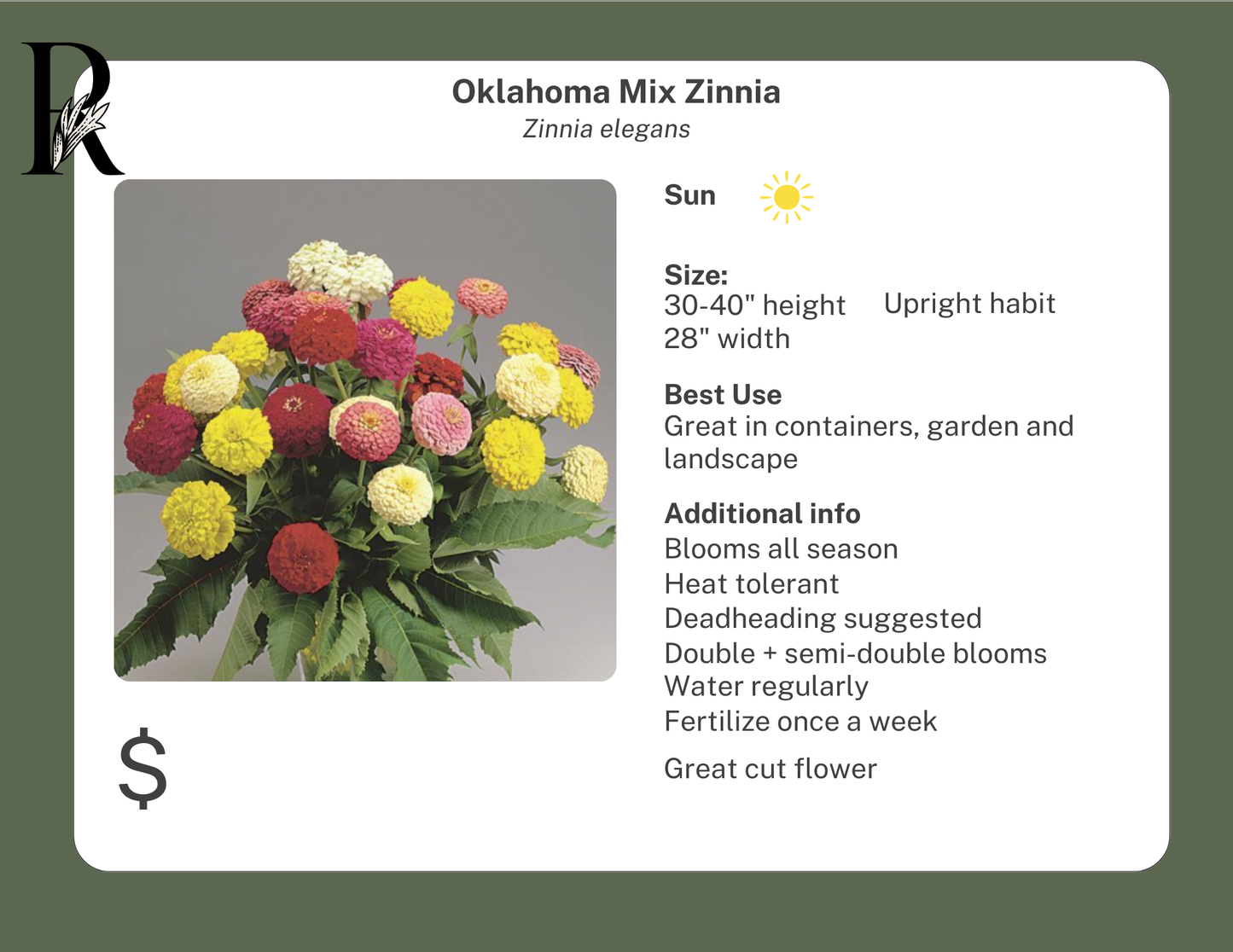 Oklahoma Mix Zinnia