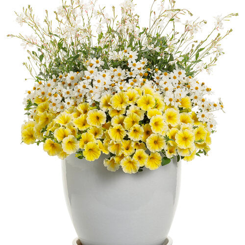 Supertunia Petunia Saffron Finch (Proven Winners)