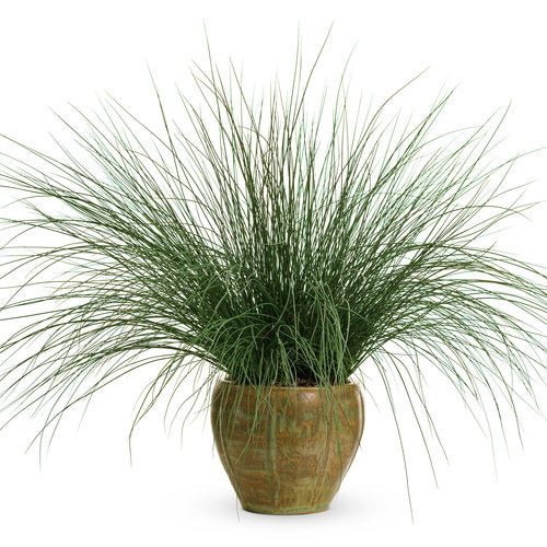Blue Mohawk Soft Rush (Proven Winners)