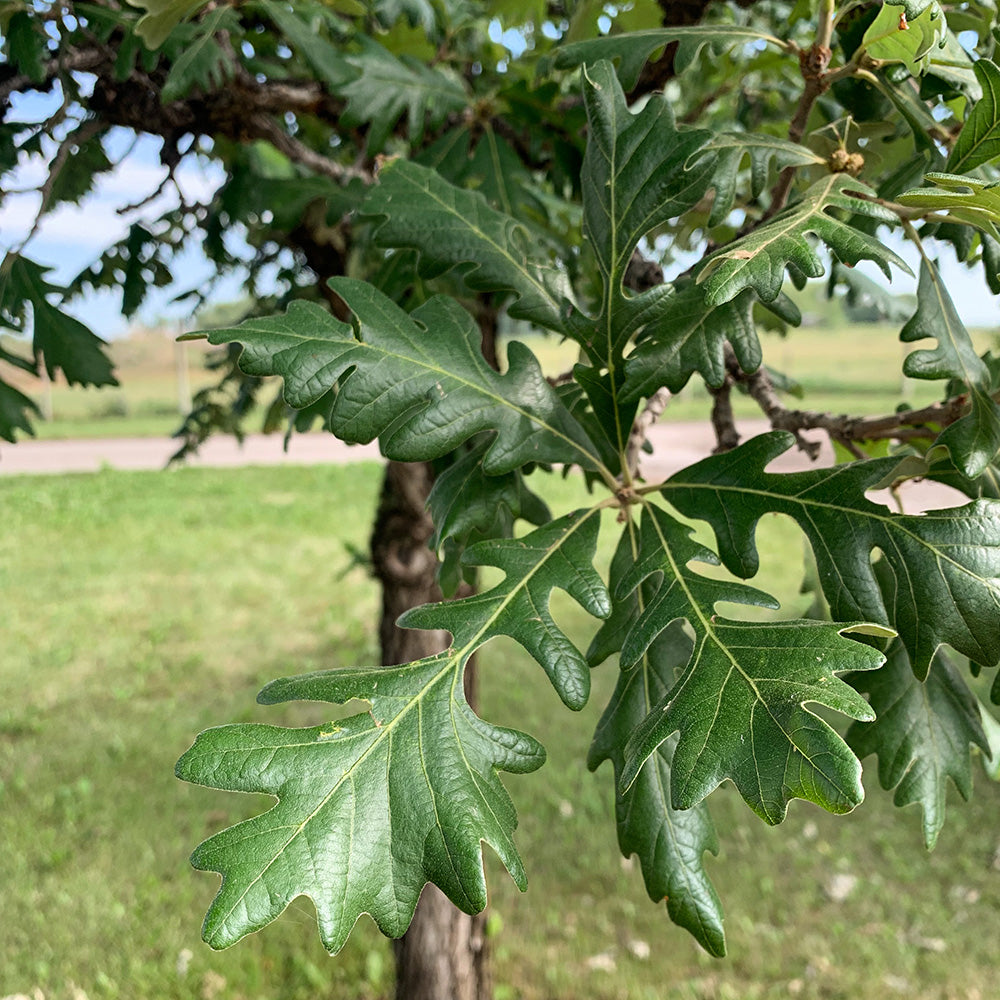 Bur Oak