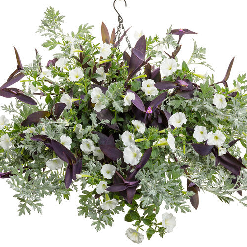 Supertunia Petunia Vista Snowdrift (Proven Winners)