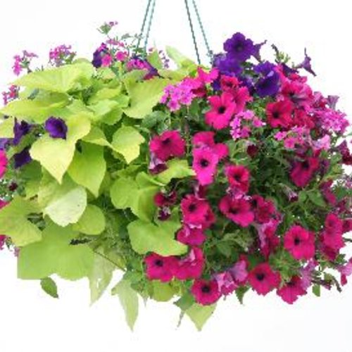 Margarita Sweet Potato Vine (Proven Winners)