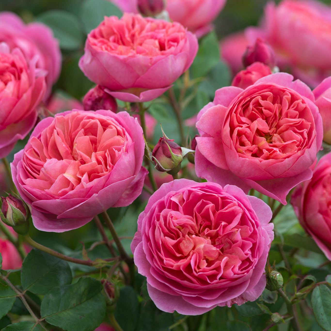 Boscobel Rose (David Austin)