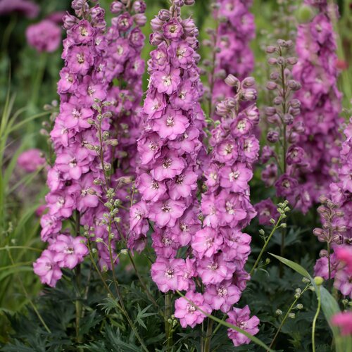 Delgenius 'Chantay' Delphinium