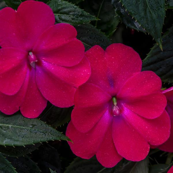 SunPatiens Compact Impatiens Rose Glow