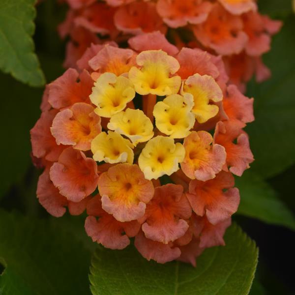 Bloomify Lantana Mango