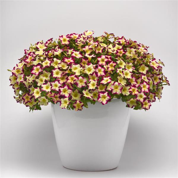 Headliner Petunia Banana Cherry