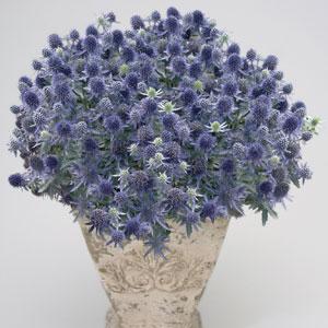 Blue Hobbit Eryngium