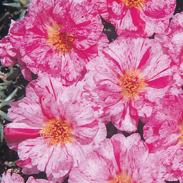 Sundial Peppermint Portulaca