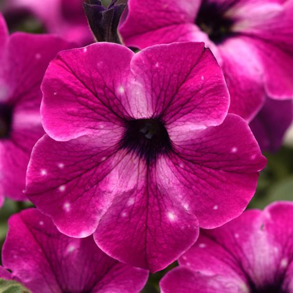 Headliner Petunia Enchanted Sky