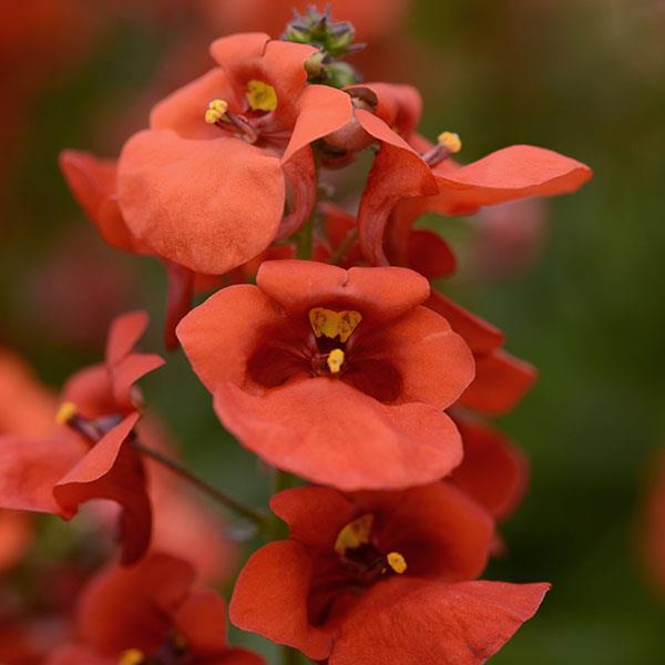 Juliet Orange Diascia