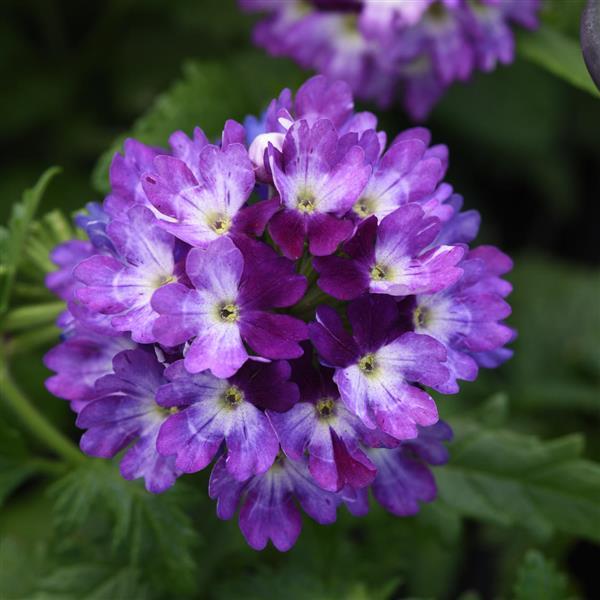 Lascar Verbena Blue White
