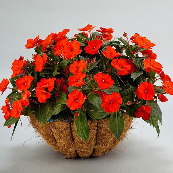 SunPatiens Compact Impatiens Electric Orange