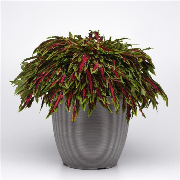 Microblaze Spitfire Coleus