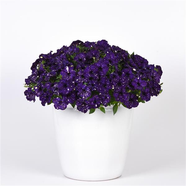 Headliner Petunia Violet Sky
