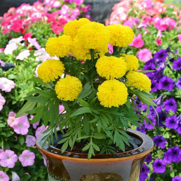 Big Duck African Marigold (Yellow)