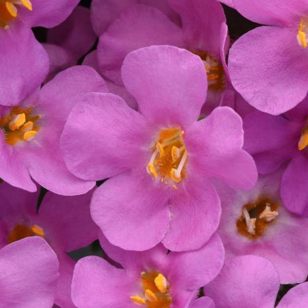 MegaCopa Bacopa (Pink)