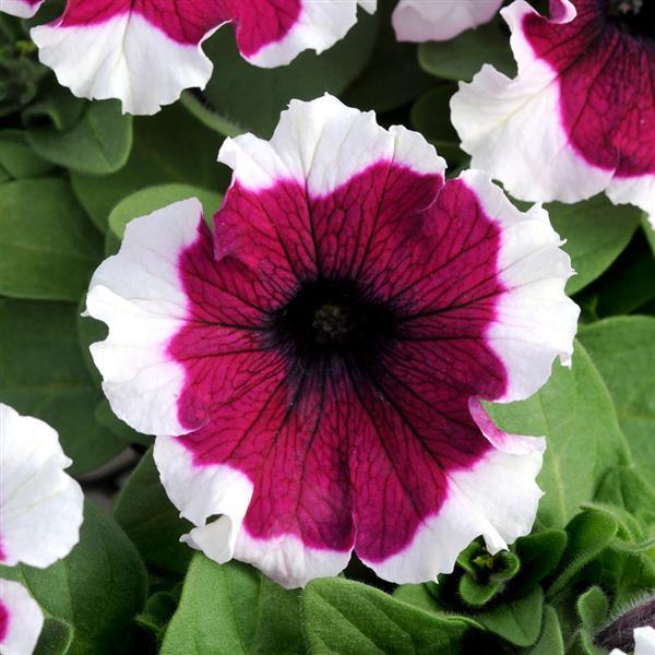 Dreams Petunia Burgundy