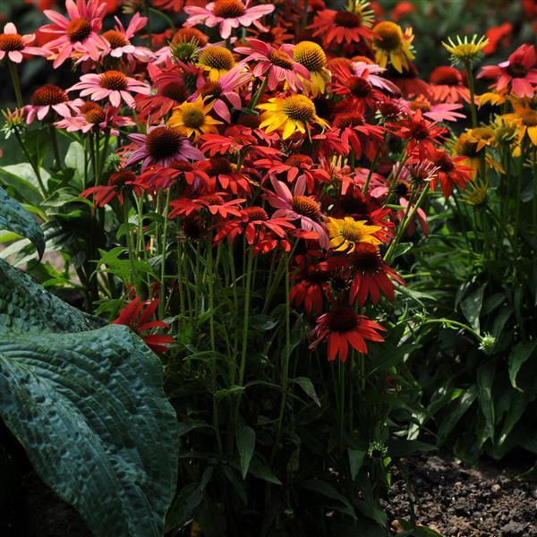 Cheyenne Spirit Echinacea