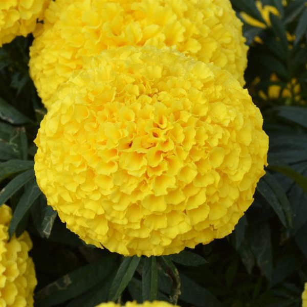 Big Duck African Marigold (Yellow)