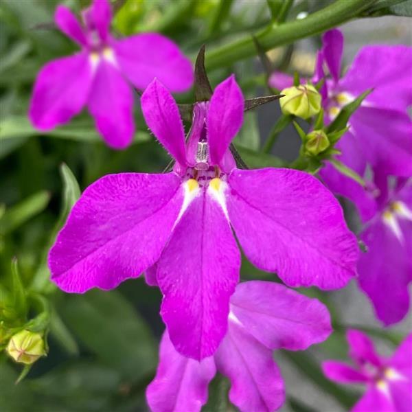 Waterfall Magenta Lobelia