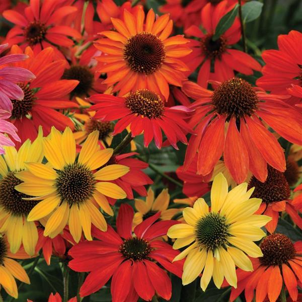Cheyenne Spirit Echinacea