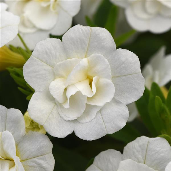 MiniFamous Neo Double Calibrachoa White