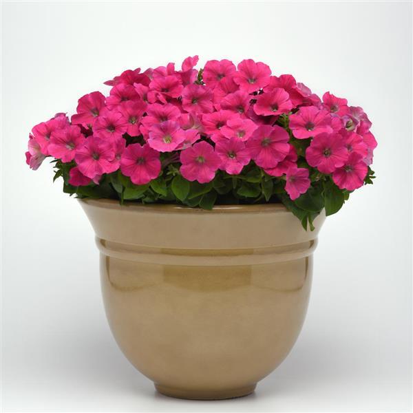 Madness Petunia Rose