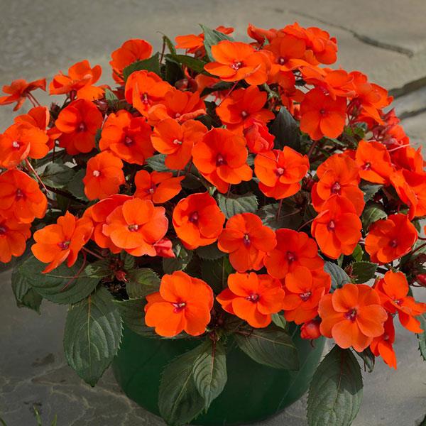 SunPatiens Compact Impatiens Hot Coral