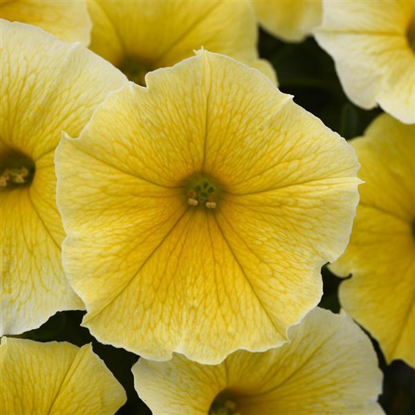 Bee's Knees Petunia