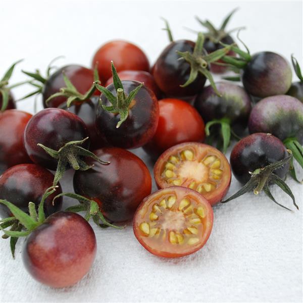 Indigo OP Blue Berries Tomato