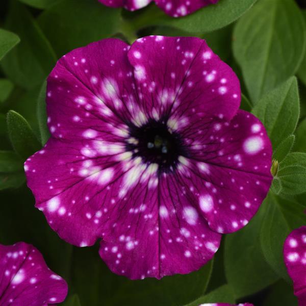 Headliner Petunia Electric Purple Sky