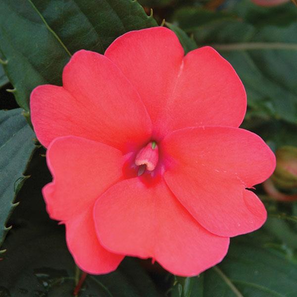 SunPatiens Compact Impatiens Deep Rose