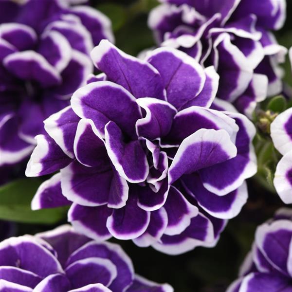 Jewel Petunia Frosted Sapphire
