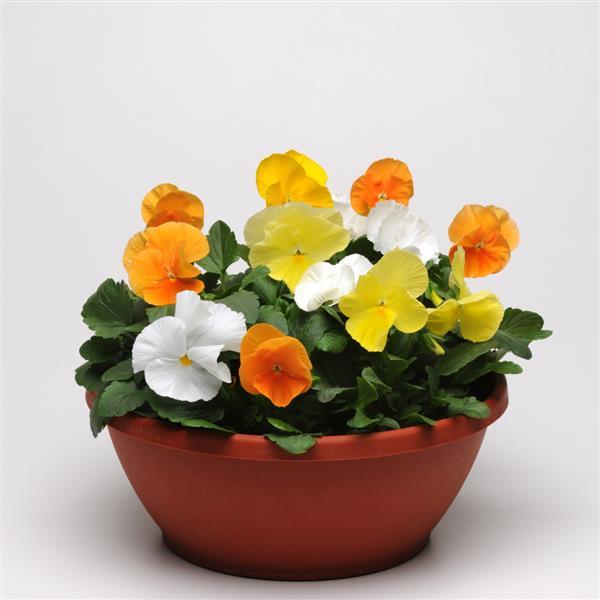 Matrix Mix Citrus Pansy
