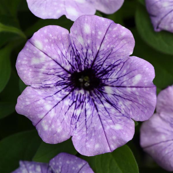 Headliner Petunia Crystal Sky