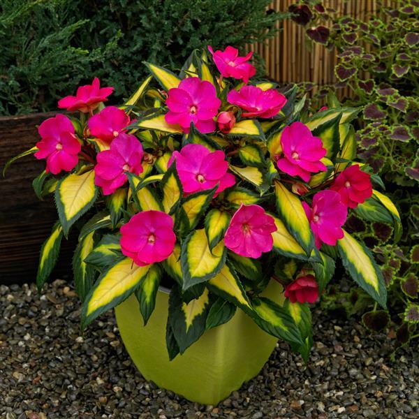 SunPatiens Compact Impatiens Tropical Rose