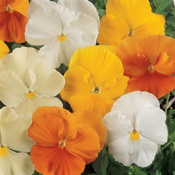 Matrix Mix Citrus Pansy