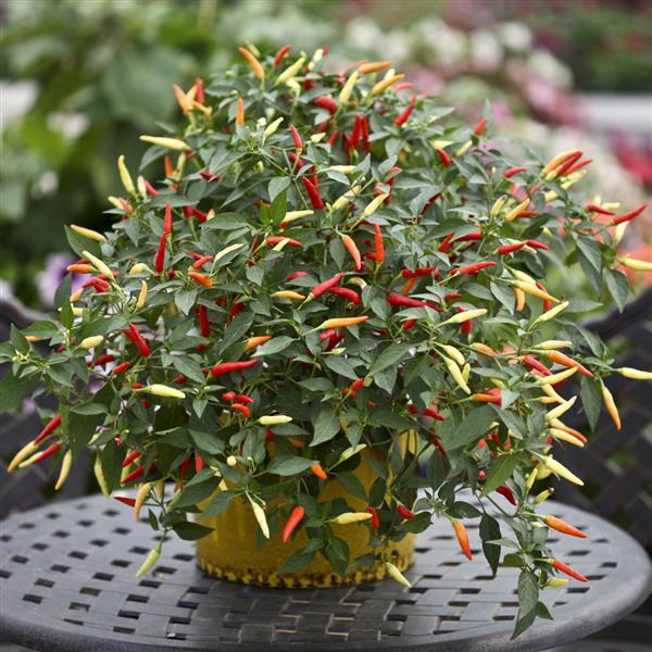 Basket of Fire Pepper