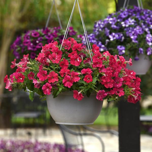 Headliner Petunia Strawberry Sky