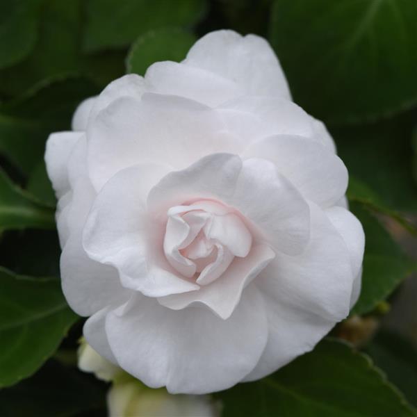 Glimmer Double Impatiens White