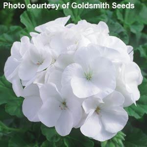 White Maverick Geranium