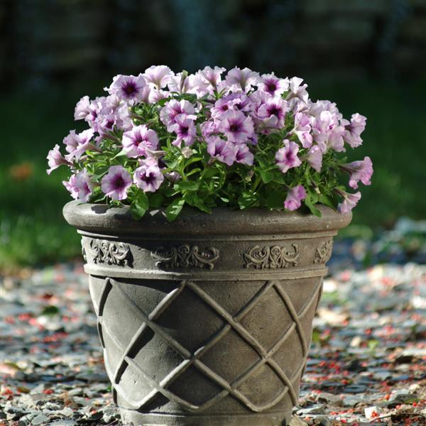 Madness Petunia Plum