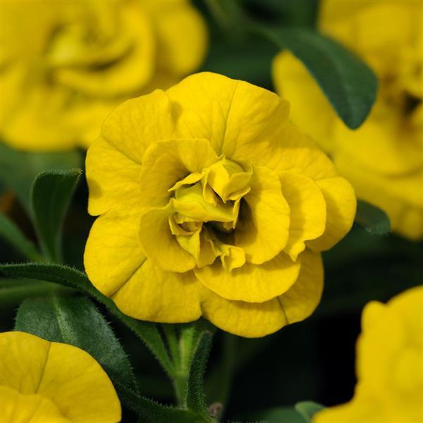 MiniFamous Neo Double Calibrachoa Lemon