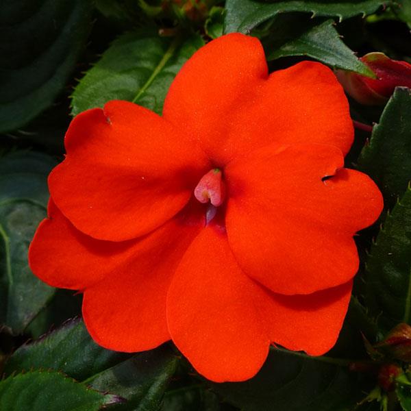 SunPatiens Compact Impatiens Electric Orange