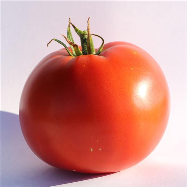 Big Beef Blus Tomato
