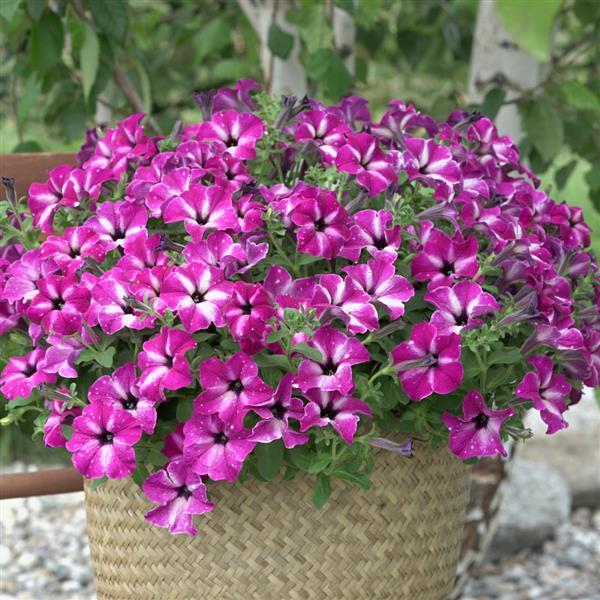 Headliner Petunia Enchanted Sky