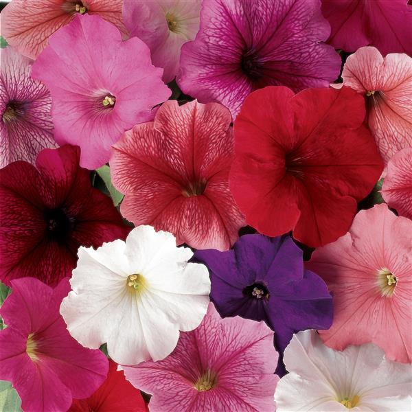 Madness Petunia Mix