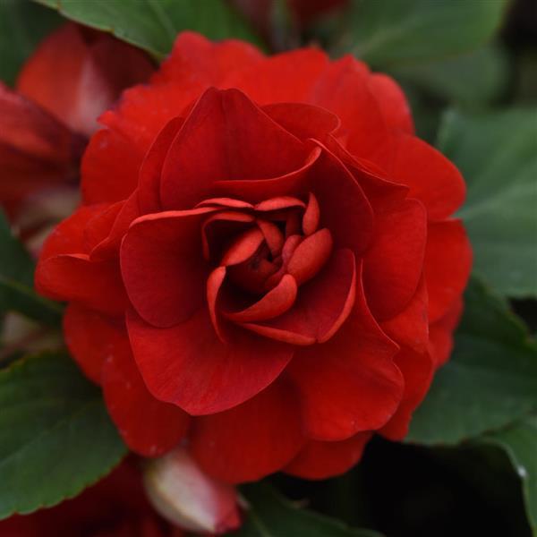 Glimmer Double Impatiens Dark Red