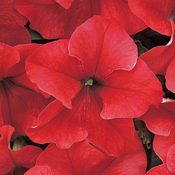 Dreams Petunia Red